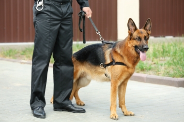 animal warden with guard dog