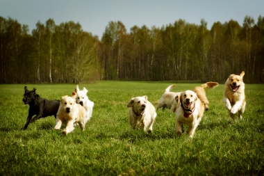 multiple dogs running across a field