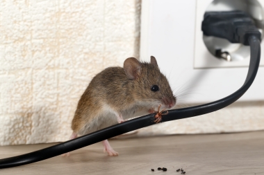 rat chewing an electrical wire