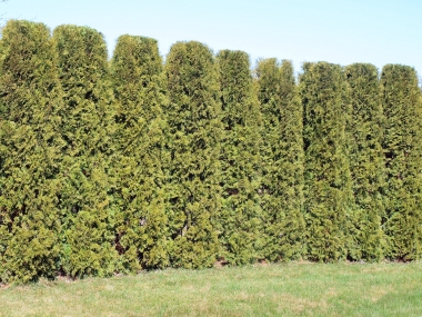 row of very high hedges